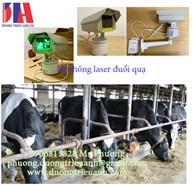 Laser đuổi quạ trong nghành chăn nuôi | Giải pháp đuổi quạ trong nghành bò sữa Việt Nam